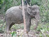 One of many sad looking old elephants that are used to entertain tourists.  We wanted no part of it until we met a guy later on that took proper care of his elephants.  Then I enjoyed the thrill of a lifetime riding a wet elephant bareback late one night.